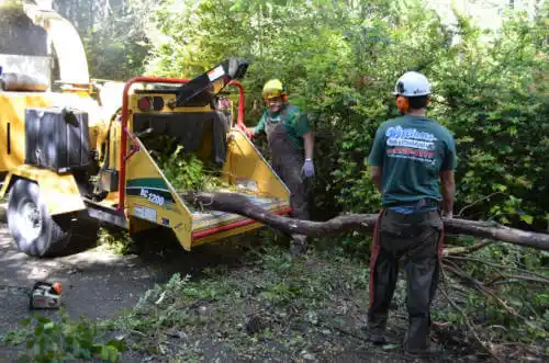 tree services Sanborn